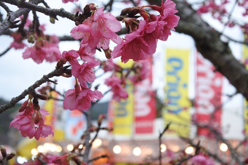 1月開催の名護さくら祭りで感じる一足お先の春 沖縄県 Lineトラベルjp 旅行ガイド