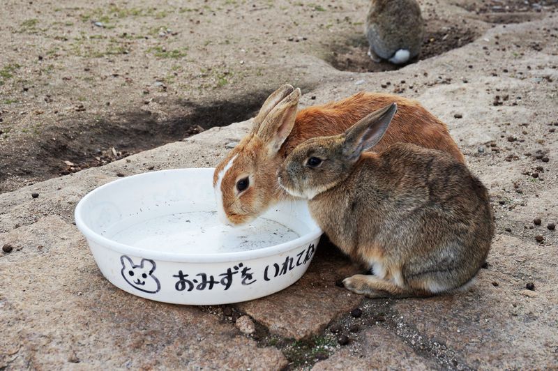 世界中から観光客が訪れるウサギの島 大久野島 広島県 Lineトラベルjp 旅行ガイド