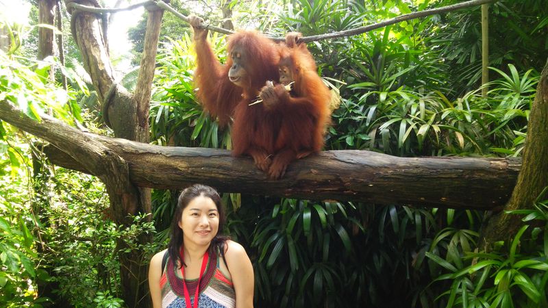 オランウータンに最接近 シンガポール動物園 は生態展示の先駆け シンガポール Lineトラベルjp 旅行ガイド