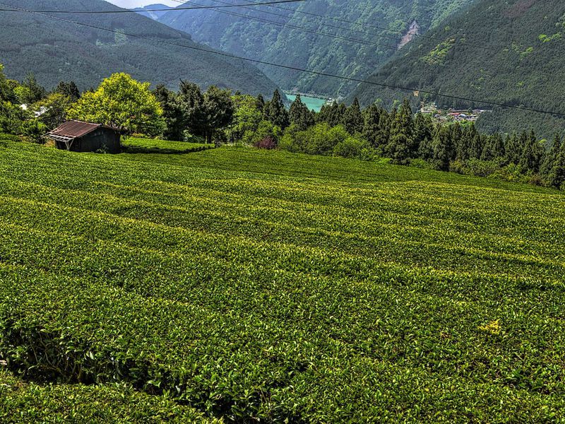浜松市 龍山茶の産地で茶畑の絶景を 山地の茶畑と集落の景観がすごい 静岡県 Lineトラベルjp 旅行ガイド