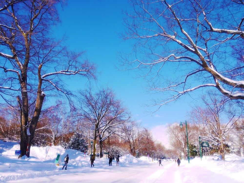 一面の銀世界に感動 美しい冬の 北海道大学 へ遊びに行こう 北海道 トラベルjp 旅行ガイド