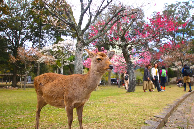 梅と鹿を愛でる時間 春の奈良 片岡梅林 で癒しのお散歩 奈良県 Lineトラベルjp 旅行ガイド