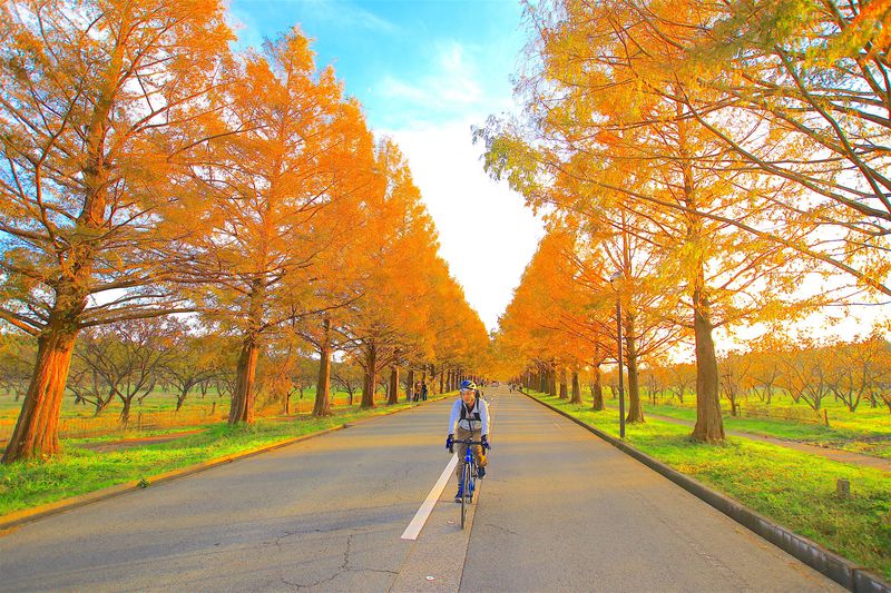 紅葉 道のコラボ 秋だからこそ訪れたい関西の絶景道5選 Lineトラベルjp 旅行ガイド