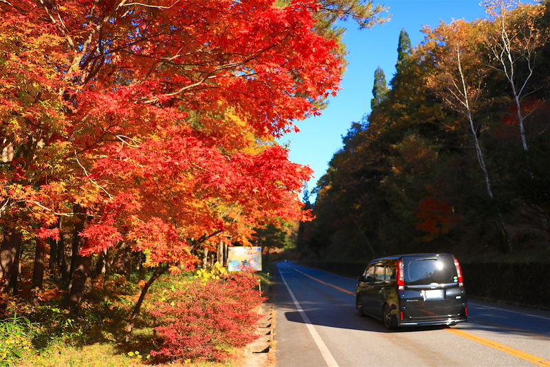 一度は走りたい 岐阜 ひるがの高原 せせらぎ街道 紅葉ドライブ 岐阜県 Lineトラベルjp 旅行ガイド