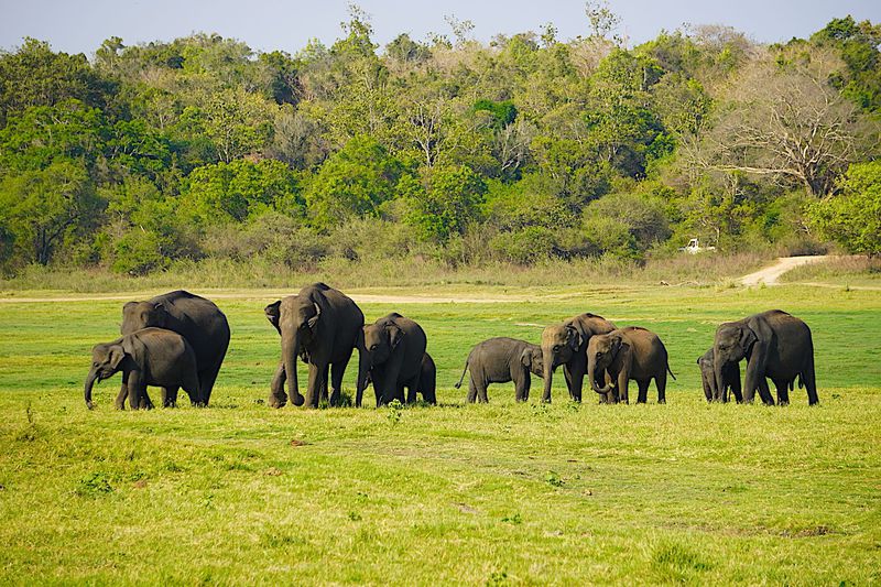 野生のゾウも間近に スリランカ ミンネリア国立公園 サファリ スリランカ Lineトラベルjp 旅行ガイド