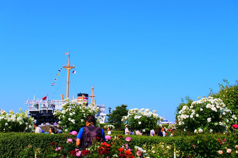 春と秋の年2回バラを鑑賞できる 横浜 山下公園 未来のバラ園 神奈川県 Lineトラベルjp 旅行ガイド
