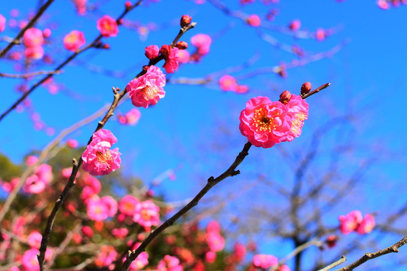 春先には可愛らしい梅の花 歴史が感じられる 小田原城址公園 神奈川県 Lineトラベルjp 旅行ガイド