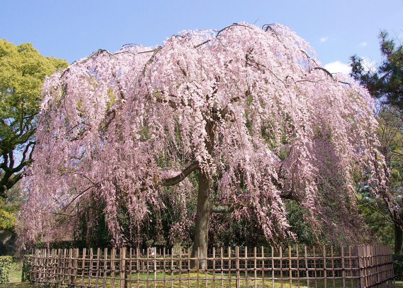アクセス良好！京都御苑の枝垂れ桜はまるでピンクのシャワー！３月末が見頃かも？ | 京都府 | トラベルjp 旅行ガイド