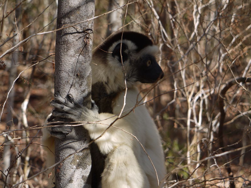 キツネザルの楽園 マダガスカル キリンディー森林保護区 へ マダガスカル Lineトラベルjp 旅行ガイド