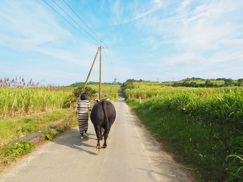 徳之島のちょっと可愛い闘牛に癒されたい 500年で初のふれあい体験 鹿児島県 Lineトラベルjp 旅行ガイド