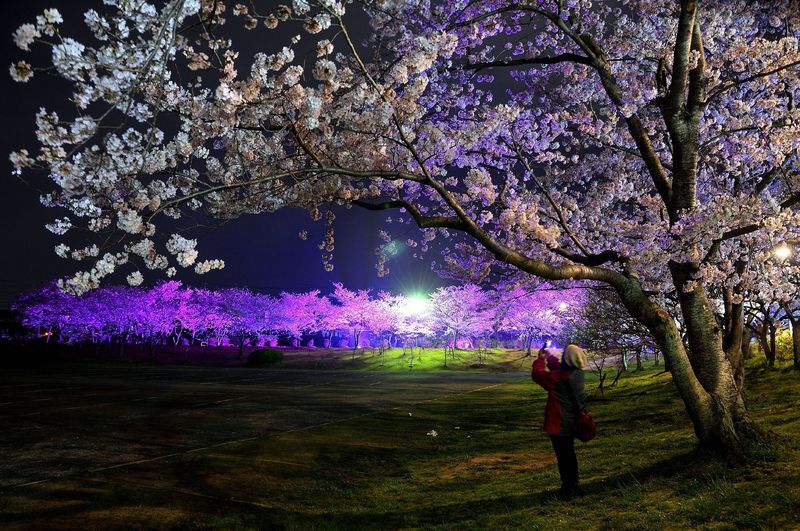 極上の夜桜を堪能 山口県さくらライトアップおすすめ３選 山口県 Lineトラベルjp 旅行ガイド