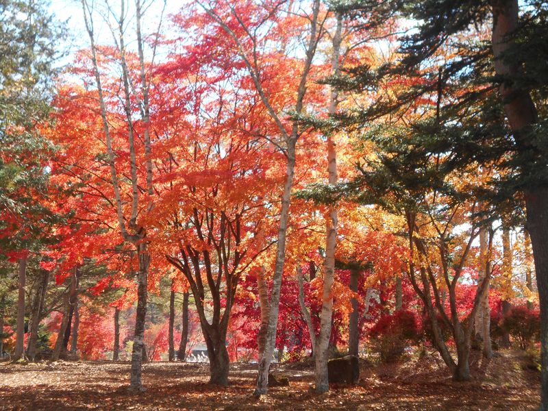 静かな湖畔で愛でる 一足早い信州の紅葉は 蓼科湖 へ 長野県 Lineトラベルjp 旅行ガイド