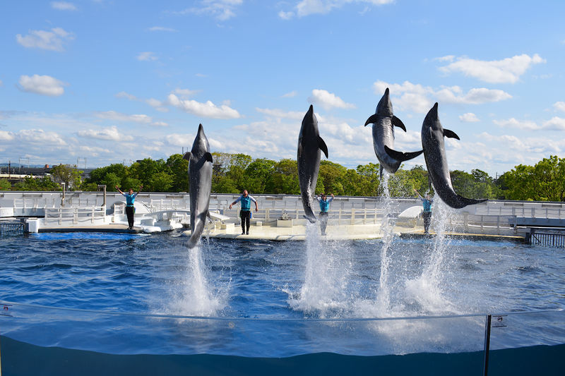 イルカパフォーマンス動画視聴で おうちで京都水族館体験 Lineトラベルjp 旅行ガイド