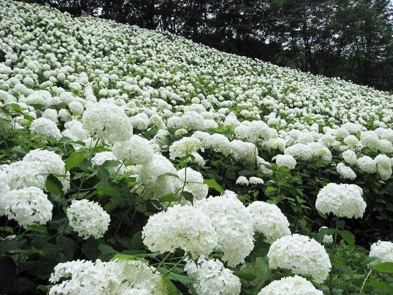 7月に雪 東京サマーランドの紫陽花 アナベルの雪山 が純白で美しい 東京都 Lineトラベルjp 旅行ガイド
