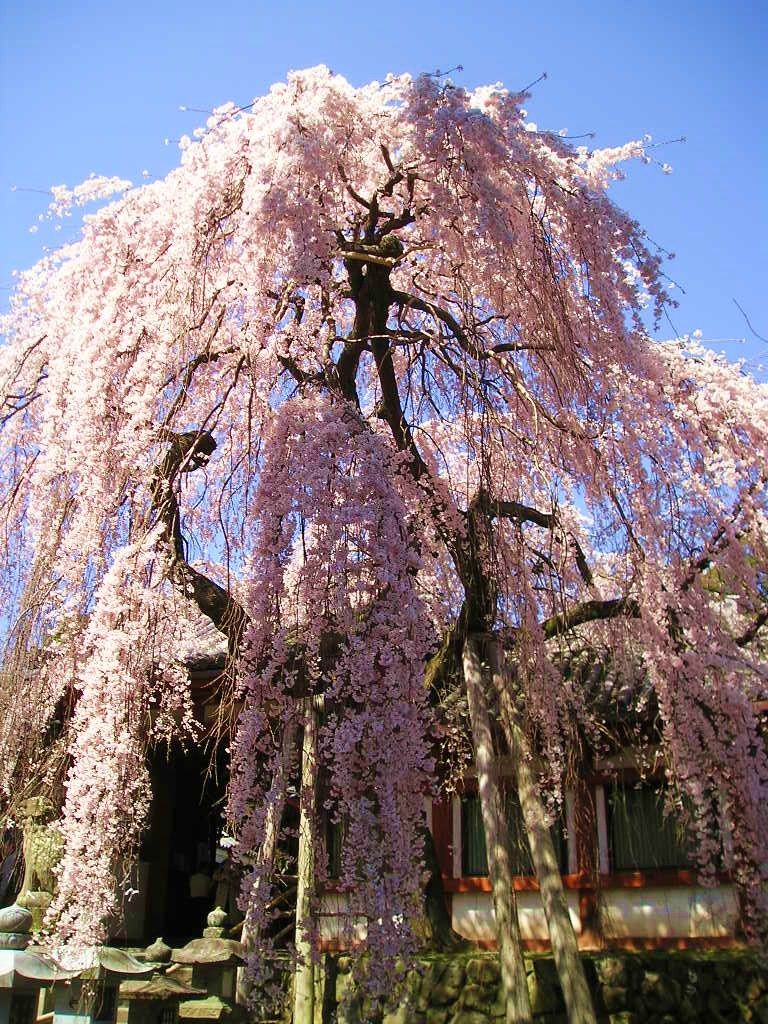 奈良で一番早く咲く 氷室神社 のしだれ桜で春を先取り 東大寺にも近くてアクセス抜群 奈良県 Lineトラベルjp 旅行ガイド