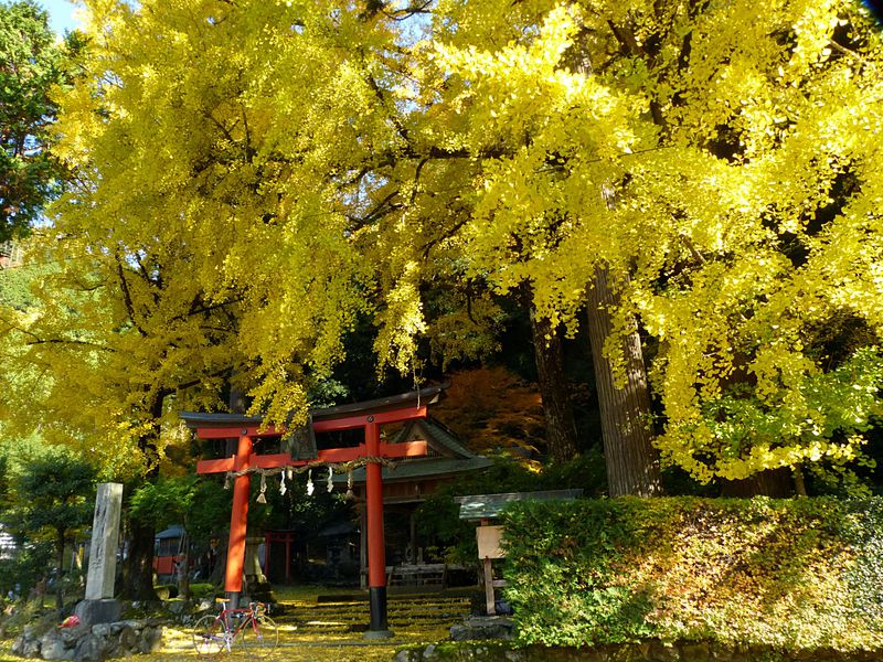 紅葉だけが秋じゃない 京都が黄金色になるイチョウ黄葉5選 京都府 Lineトラベルjp 旅行ガイド