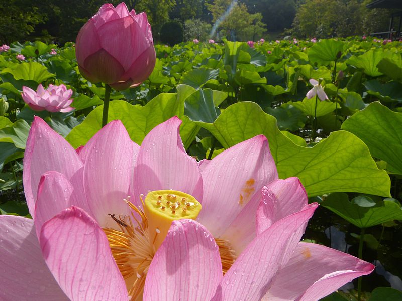 早起きしてハスの花と象鼻杯 大阪 万博公園の早朝観蓮会 大阪府 Lineトラベルjp 旅行ガイド