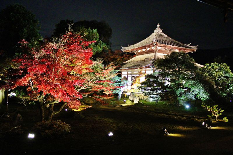 1日100人限定 京都 鹿王院 ライトアップ夜間特別拝観 京都府 Lineトラベルjp 旅行ガイド