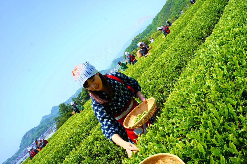 期間限定 伝統衣装で茶摘み体験 静岡 蔵屋鳴沢 茶畑はあの世界遺産の隣 静岡県 Lineトラベルjp 旅行ガイド