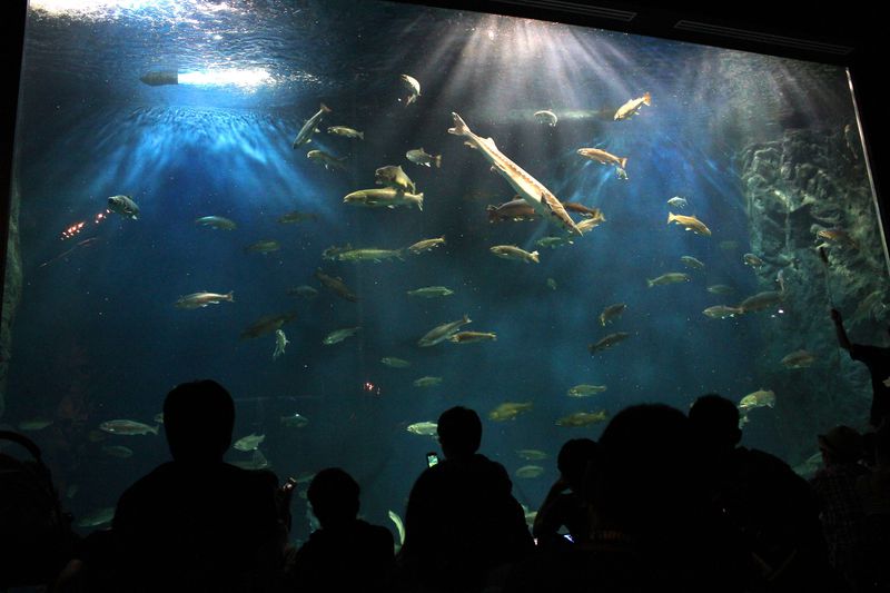 川がそのまま水族館 日本最大級の淡水魚水族館 千歳水族館 北海道 Lineトラベルjp 旅行ガイド