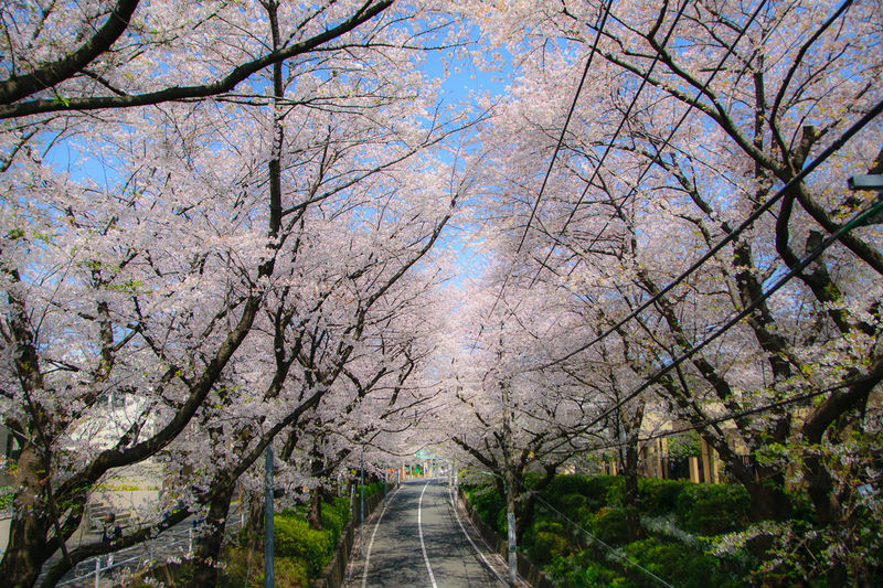 名曲 桜坂 は永遠に 大田区 田園調布の３大お花見スポット 東京都 Lineトラベルjp 旅行ガイド