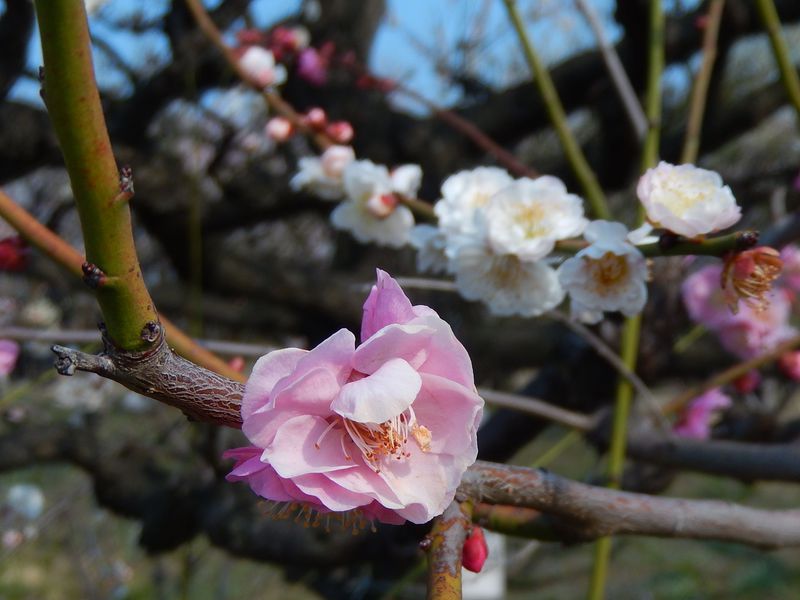 珍しい梅の木 思いのまま を 大阪城梅林 で探してみよう 大阪府 Lineトラベルjp 旅行ガイド