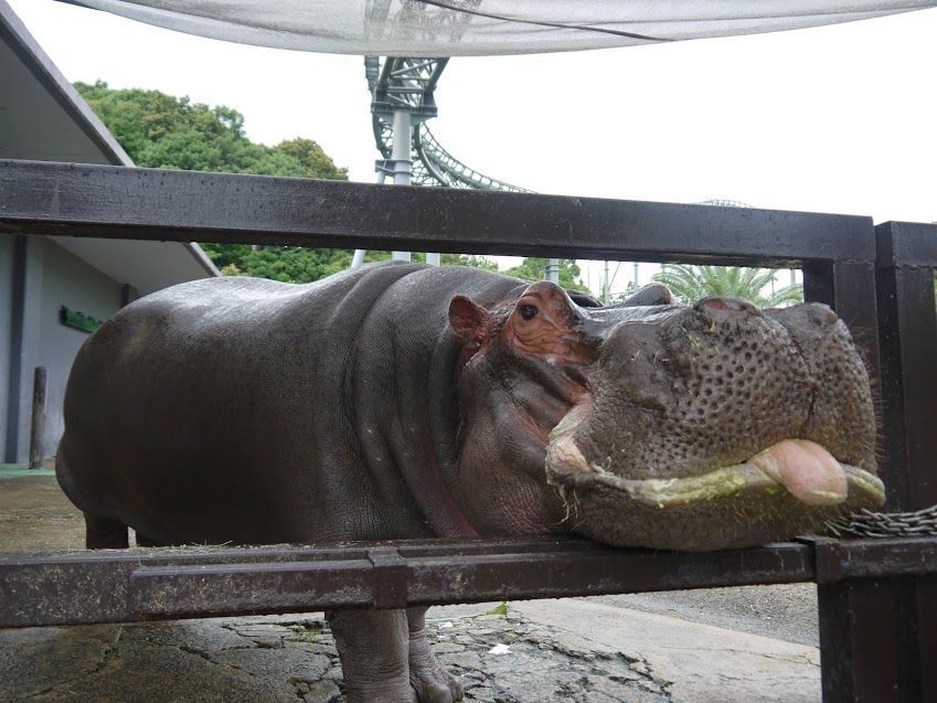 あっかんべー するカバ 南紀白浜アドベンチャーワールドの陰のヒーロー 和歌山県 Lineトラベルjp 旅行ガイド