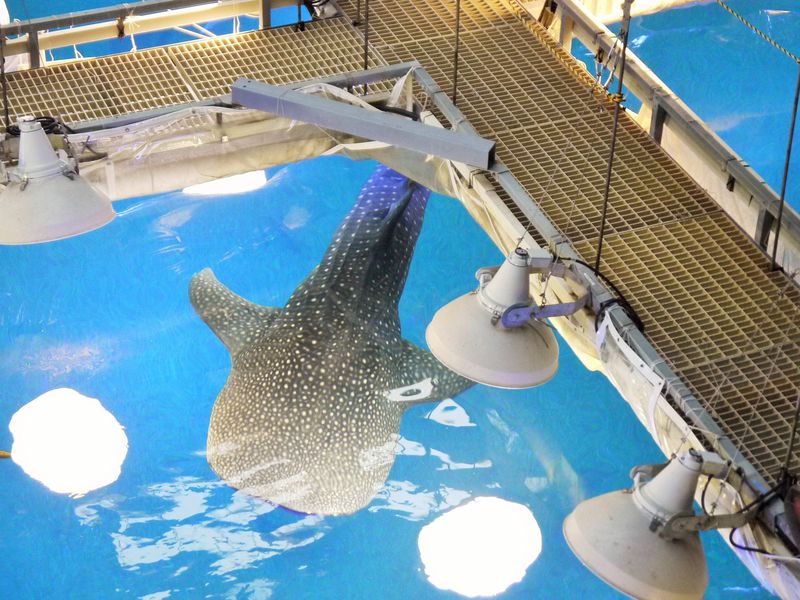 水族館が100倍楽しくなる 海遊館ジンベエソフト バックヤードツアー 大阪府 Lineトラベルjp 旅行ガイド