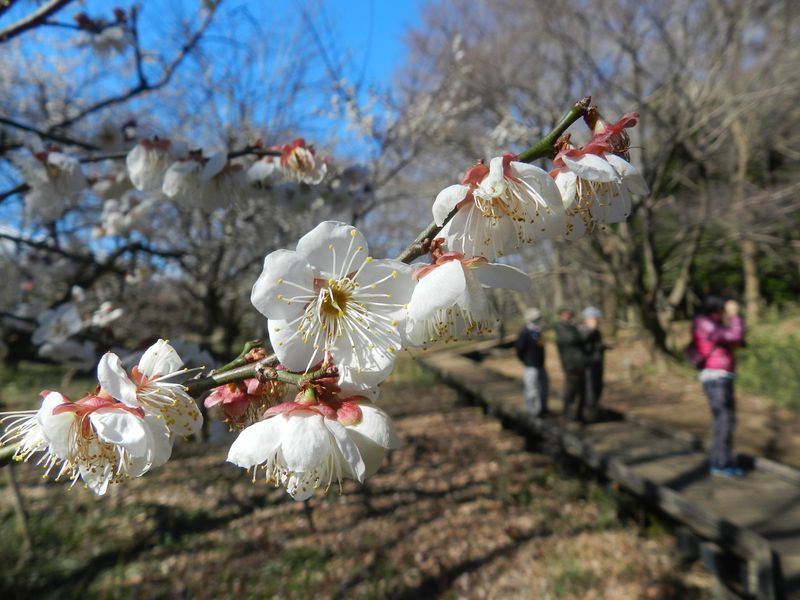 連なる川沿いの公園 武蔵野公園 野川公園で冬の自然散策 東京都 Lineトラベルjp 旅行ガイド