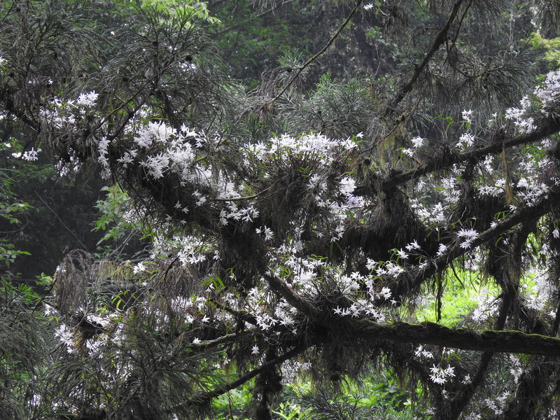 高尾山で木の上に咲くラン セッコク の花を探そう 東京都 Lineトラベルjp 旅行ガイド