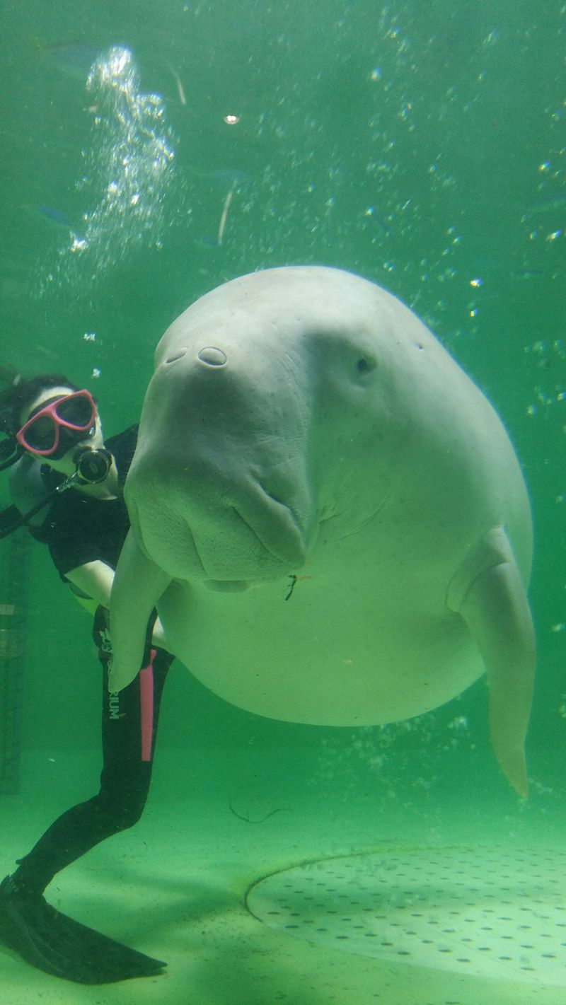 水族館 ジュゴン 鳥羽