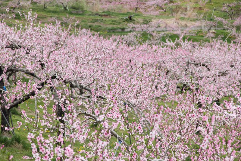 一面に桃の花咲く桃源郷 丹霞郷 たんかきょう と周辺の花の見どころへ 長野県 Lineトラベルjp 旅行ガイド