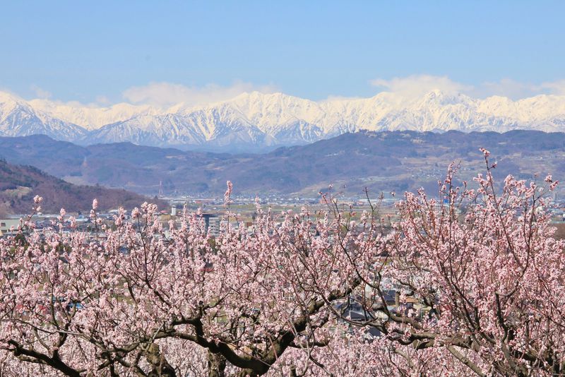 北アルプスとあんずの花の絶景 長野市松代東条あんずの里へ 長野県 Lineトラベルjp 旅行ガイド