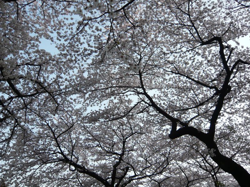 空が見えない 視界一面が桜 東京 千代田のさくらまつり の楽しみ方 東京都 Lineトラベルjp 旅行ガイド