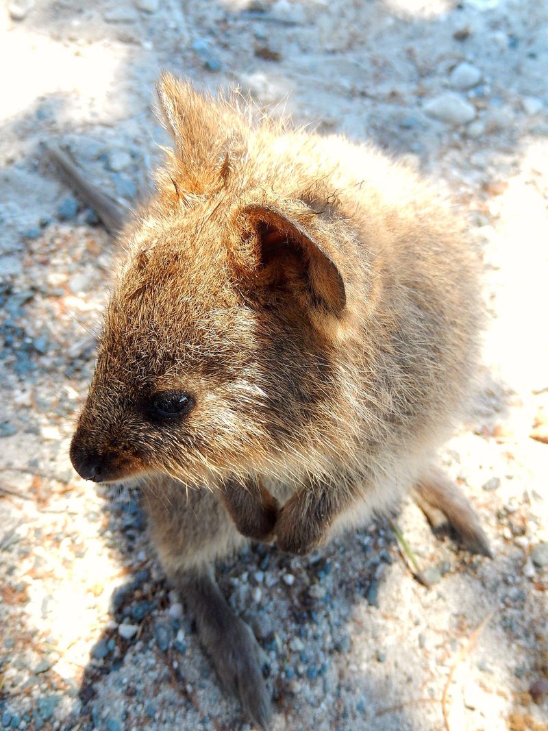 豪 ロットネスト島 は世界一幸せな動物クオッカが住む島 オーストラリア Lineトラベルjp 旅行ガイド