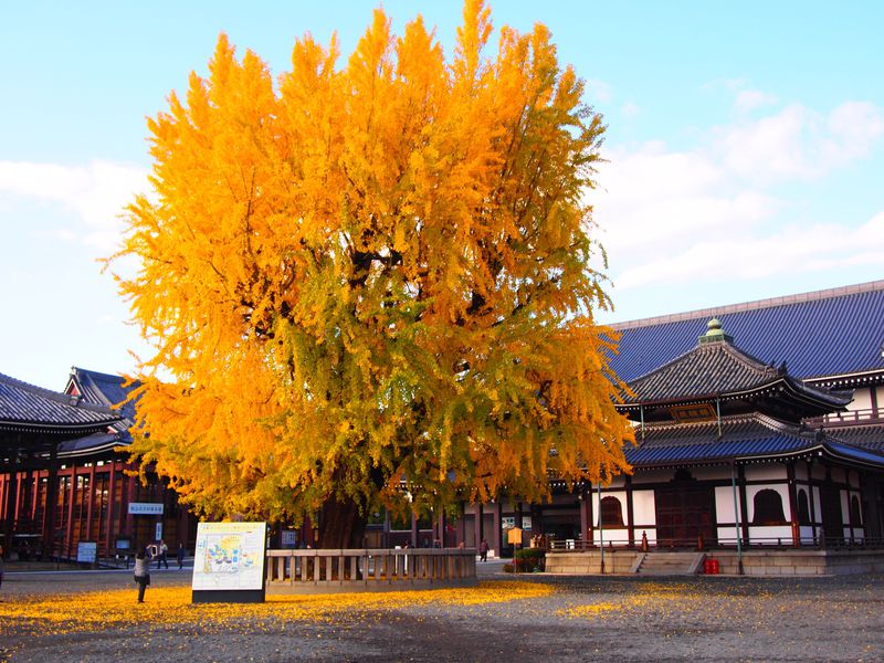 秋の大銀杏の紅葉がすごい 京都 西本願寺 期間限定のカフェも 京都府 Lineトラベルjp 旅行ガイド
