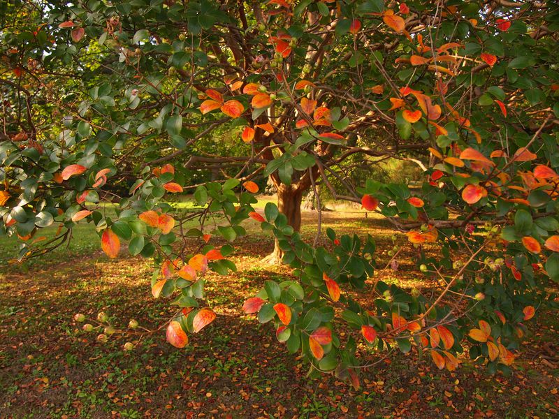 小さい秋見つけた 京都御苑 の紅葉最前線 京都府 Lineトラベルjp 旅行ガイド