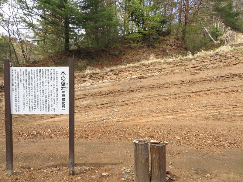 木の葉化石が目白押し！栃木「木の葉化石園」はお土産も見逃せない