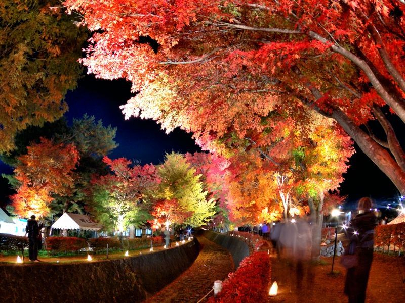 紅葉ライトアップが美しすぎる！富士河口湖もみじ回廊で秋を満喫しよう！ | 山梨県 | トラベルjp 旅行ガイド