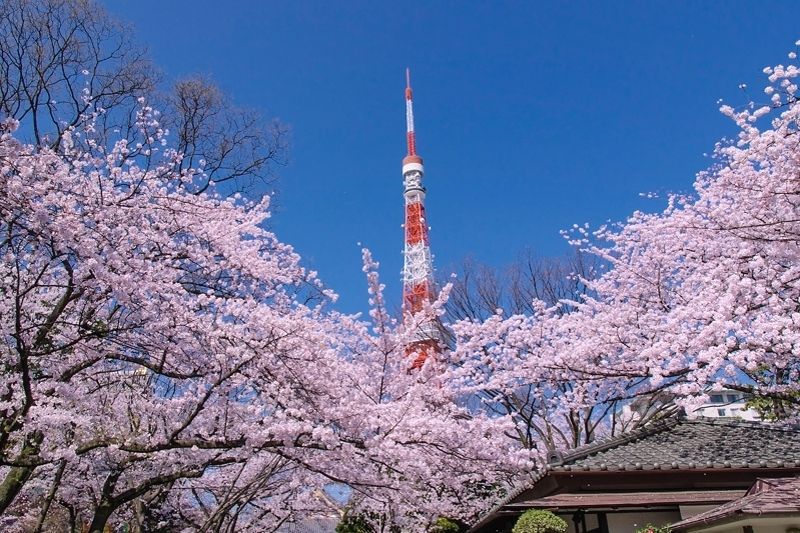 東京タワーと桜のコラボ 増上寺 で 東京らしい桜 を満喫しよう 東京都 Lineトラベルjp 旅行ガイド