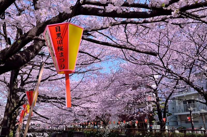 関東のおすすめ桜スポット10選 おさえておきたい春の絶景 Lineトラベルjp 旅行ガイド