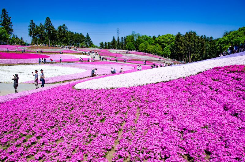 秩父 羊山公園は芝桜の名所 関東随一の花の絨毯が美しすぎる 埼玉県 Lineトラベルjp 旅行ガイド
