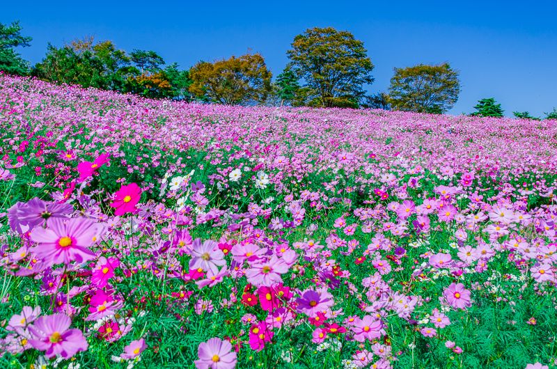 昭和記念公園 のコスモス畑 花の丘 は東京都内最大級400万本の大絶景 東京都 Lineトラベルjp 旅行ガイド