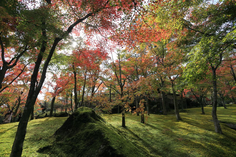 息を飲む紅葉美 箱根美術館 はあなたを異次元に連れ出す Lineトラベルjp 旅行ガイド