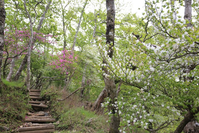 日本百名山 丹沢山塊の盟主 神奈川 檜洞丸の天空稜線縦走 神奈川県 Lineトラベルjp 旅行ガイド