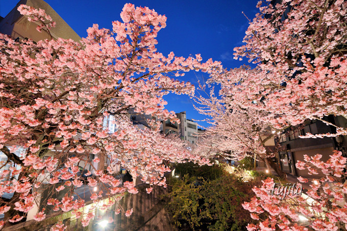 熱海 糸川桜まつりで早春のお花見 夜桜ライトアップも必見 静岡県 Lineトラベルjp 旅行ガイド