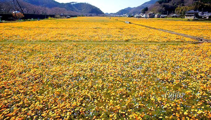 田んぼをつかった花畑 は必見 西伊豆 松崎町で６種の花が順次咲く 静岡県 Lineトラベルjp 旅行ガイド