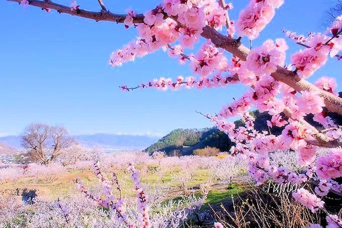 10万本の絶景 千曲市 森 あんずの里 は杏生産量日本一 長野県 Lineトラベルjp 旅行ガイド