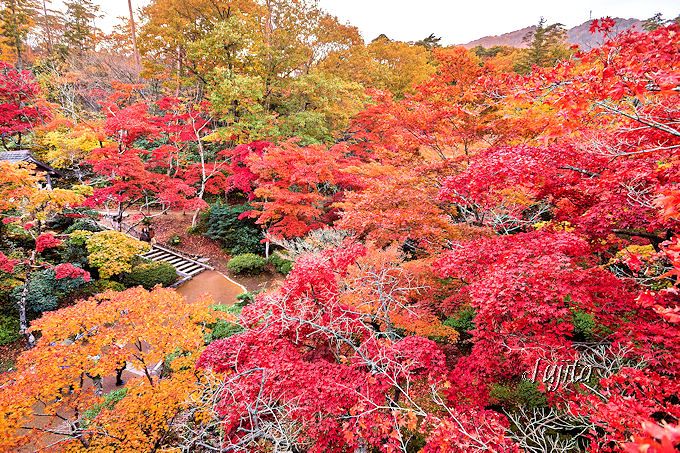 七色の紅葉が美しい 新潟 弥彦公園もみじ谷の紅葉ライトアップ 新潟県 Lineトラベルjp 旅行ガイド