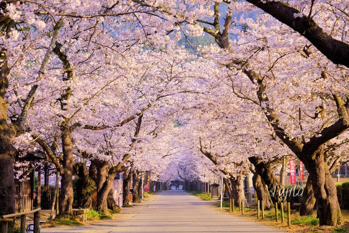 秋月の桜名所５選 福岡のお花見は秋月城跡 杉の馬場 がおすすめ 福岡県 Lineトラベルjp 旅行ガイド